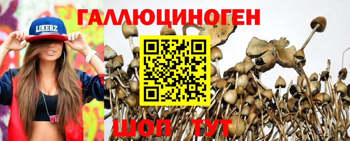 Галлюциногенные грибы Psilocybe Канаш